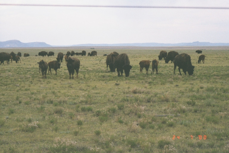 Buffalo.jpg